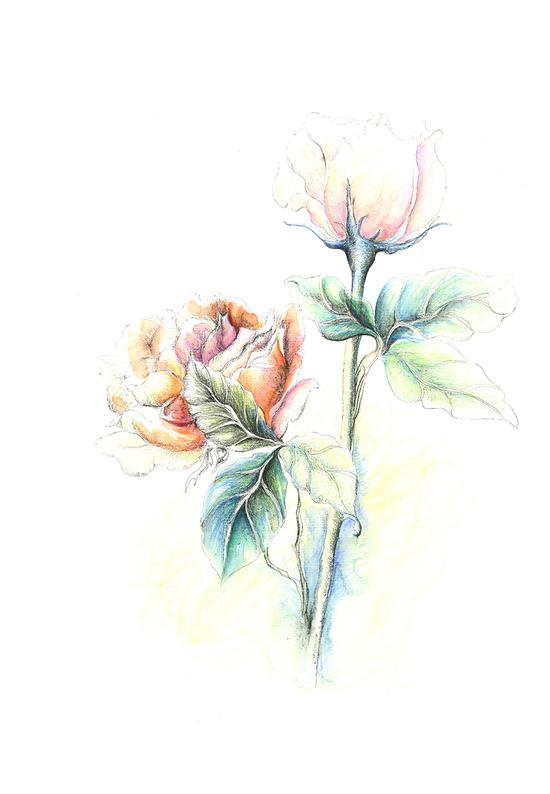 玫瑰(1)22X27cm 2018钢笔水彩(版画)