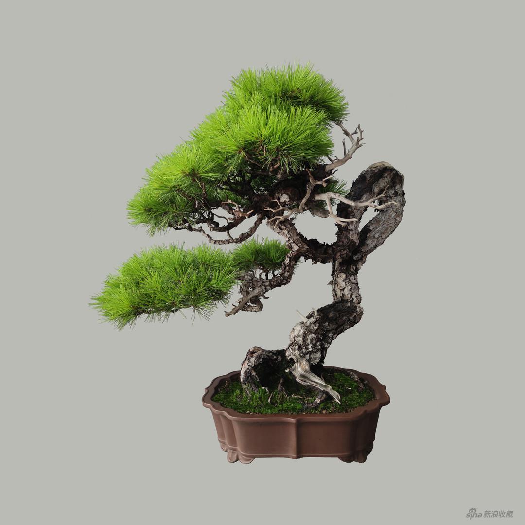 《赤松》,特别项目《匠作》之《匠心之致-日本传统工艺展》,来自小林国雄