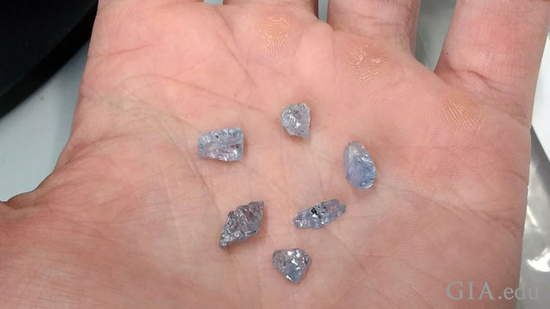 图 2：蓝色钻石原石，每颗重量在 0.7 至 3 克拉之间。检验这样的原石样品，也许是看到内含物的绝好机会，因为为了优化刻面宝石的外观，内含物通常会被巧妙地切磨掉。摄影：Evan M。 Smith（埃文·M。·史密斯）。