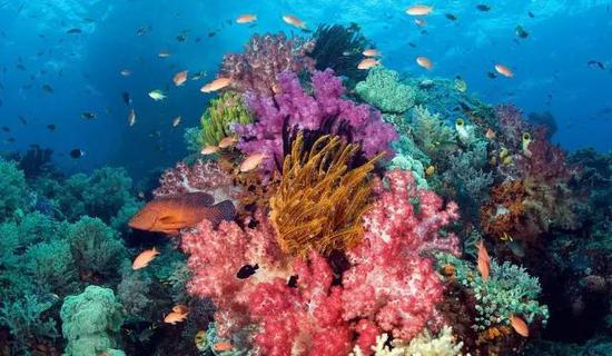 “珊瑚”关于珊瑚的解析