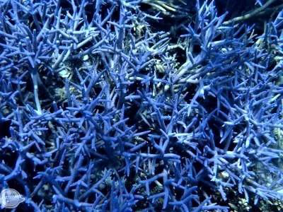 蓝珊瑚在海中生长的静谧和谐。
