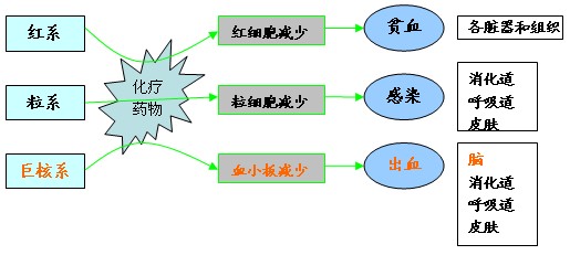 2-4--骨髓抑制