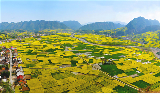 汉中最美油菜花海（汉中市文化和旅游局供图）