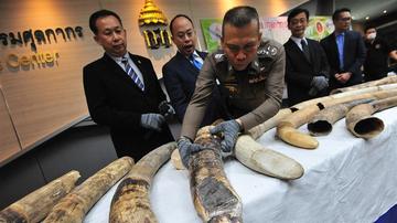 泰国海关破获象牙走私案 价值303万