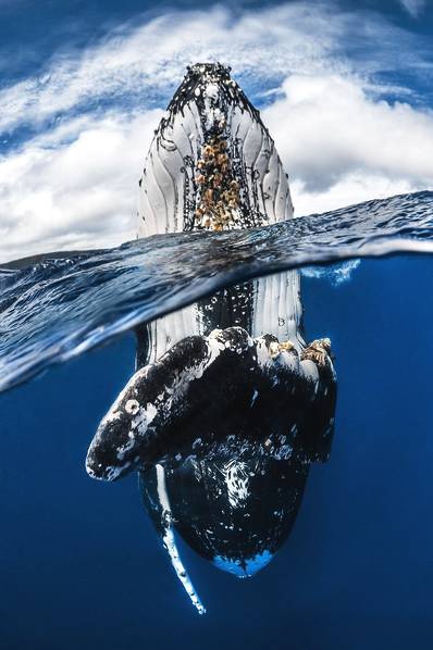摄影师Greg Lecoeur带来的作品，《座头鲸窥视》，摄影师Greg表示：“每年我都带领一个小组去汤加拍摄座头鲸，而这次，一只调皮的大家伙靠近我们，它将身体垂直于海水中，窥探海面的一切。”