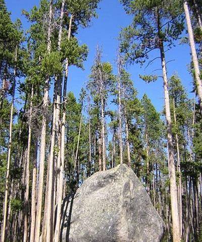 野生紫檀