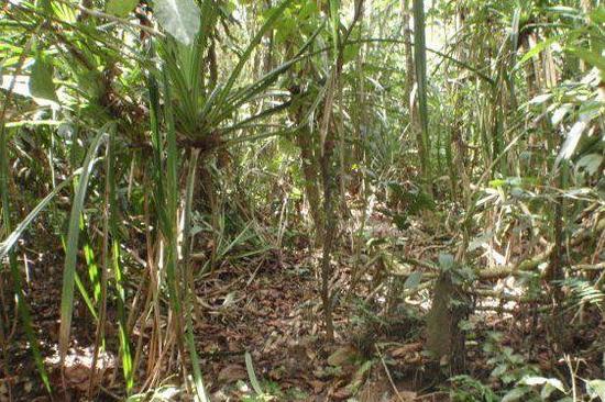 长在钻石上的植物, 找到它就能找到钻石!