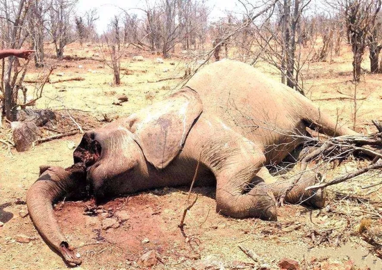由于市场对象牙的强烈需求 　　致使包括非洲象在内多个种群遭受屠戮