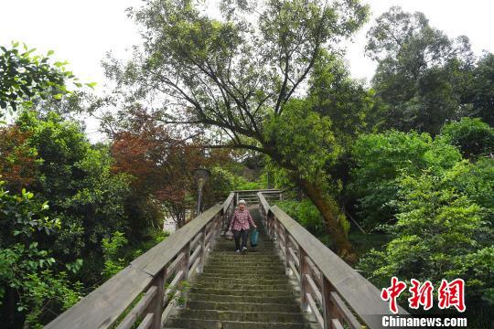 图为一老人经过山林步道为自己孙女送午饭。 陈超 摄