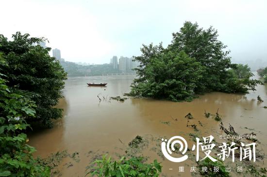 江北嘴绿树被淹