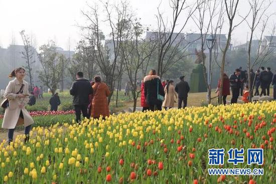 来长寿湖景区赏郁金香花海的游客络绎不绝。新华网发(景区供图)