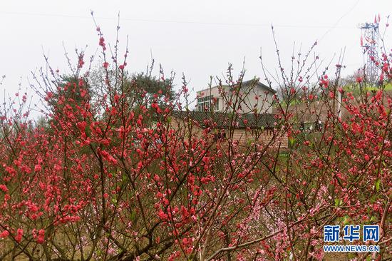 图为3月19日拍摄的走马镇桃花林.新华网 李海岚 摄