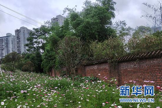 图为5月7日拍摄的重庆市江北区石马河灯盏窝片区一角,坡地上的格桑花正盛开。新华网 李海岚 摄