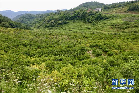 家晟布朗李种植基地种植460亩李子。新华网发(渝北宣传部供图)