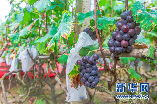 葡萄基地里的一景,给葡萄包上袋子是为了防止病虫害。新华网发 秦蒸 摄