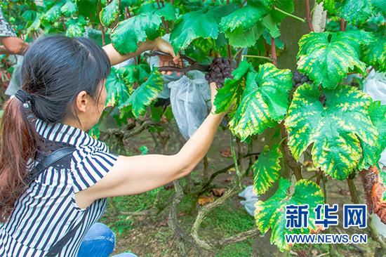 市民亲手摘下架子上的葡萄。新华网发 秦蒸 摄