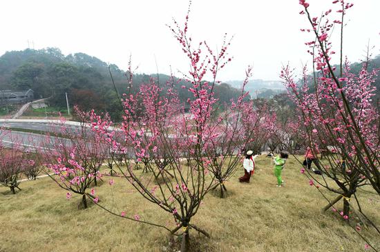 歌乐山红岩联线红梅林