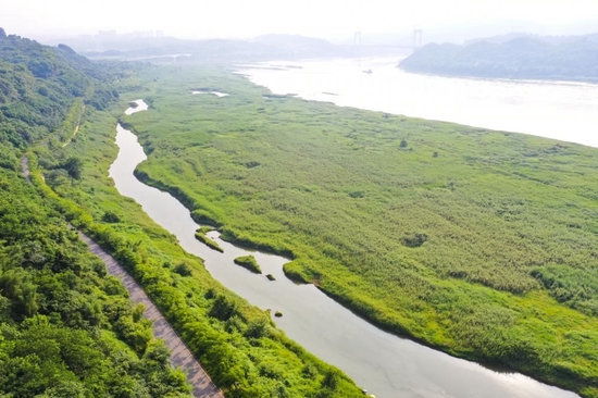 图为今年6月20日拍摄的重庆广阳岛消落带景象。新华社记者 王全超 摄
