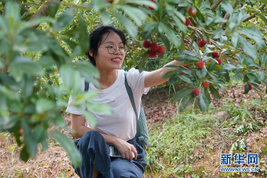 游客在田家寨摘杨梅。新华网 马天龙 摄