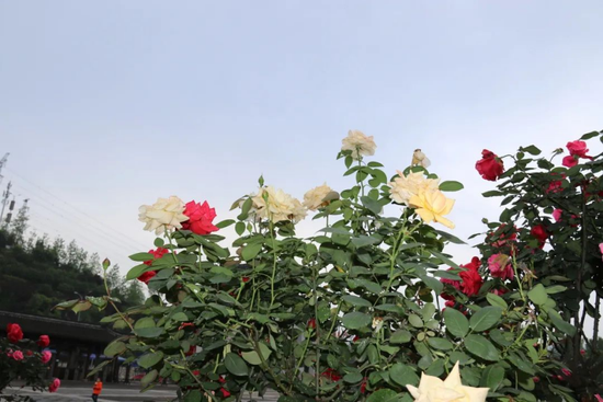 月季。(来源:重庆园博园)