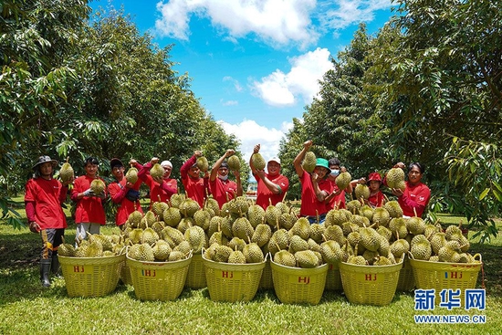 泰国帕赛府罗勇市甘县的榴莲直采果园内，当地果农展示丰收成果。