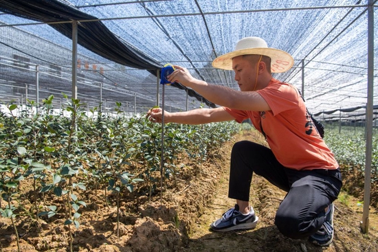 ↑9月6日,在位于重庆市酉阳县泔溪镇的油茶育苗基地,科研人员在记录油茶生长数据。新华社记者 唐奕 摄