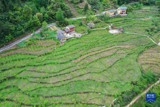 这是重庆石柱土家族自治县中益乡华溪村黄精种植基地(2022年4月14日摄,无人机照片)。新华社记者 唐奕 摄
