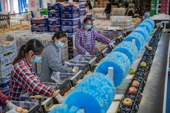 10月13日,在重庆市巫溪县峰灵镇,工作人员在分选包装车间对冬桃进行分级。新华社记者黄伟 摄