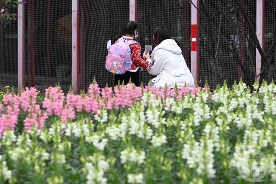 △和妈妈一起打卡美丽花海。