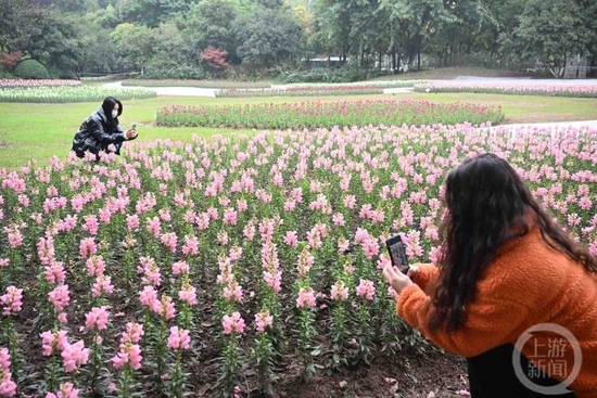 △市民打卡金鱼草花海。