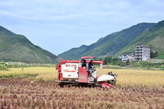 9月25日, 重庆市巫山县庙宇镇永安村村民在抢收受灾农田里的水稻。新华社记者王全超摄