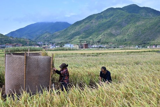 9月25日, 重庆市巫山县庙宇镇永安村村民在抢收受灾农田里的水稻。新华社记者王全超摄