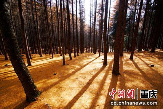 林地舒松