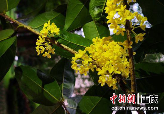 桂林一枝