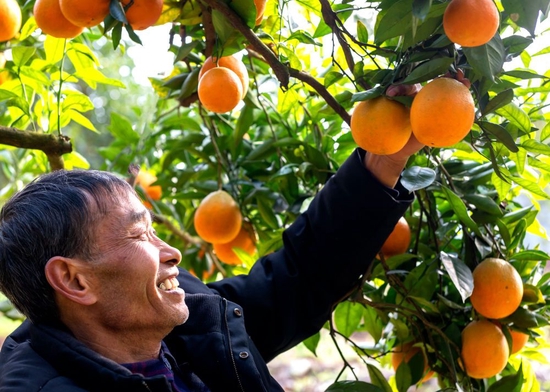 巫山縣官渡鎮楊林村的柑橘成熟景象。（受訪者供圖）