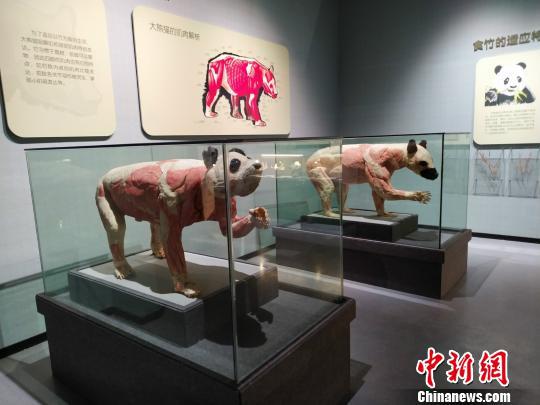 图为本次展览展出的熊猫标本。 秦廷富 摄