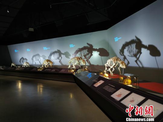 图为本次展览展出的不同时期的熊猫骨架。 秦廷富 摄