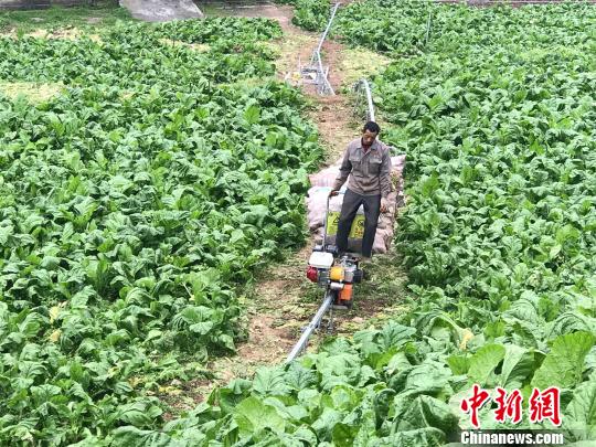 图为农户驾驶着运输机在田间地头运货。 钟欣 摄