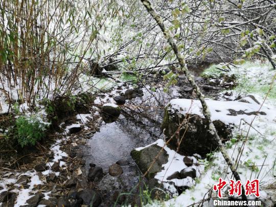7日,重庆城口县高山地区迎来了一场降雪。图为城口县黄安坝景区。 城口县宣传部供图 摄