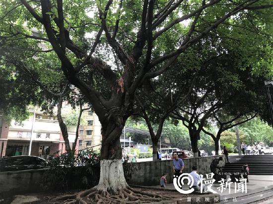 懵圈!到底黄葛树还是黄桷树?专家这样说你怎么看