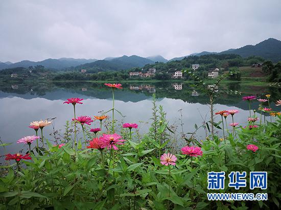 图为花开乡村的情景。新华网发(赵武强 摄)