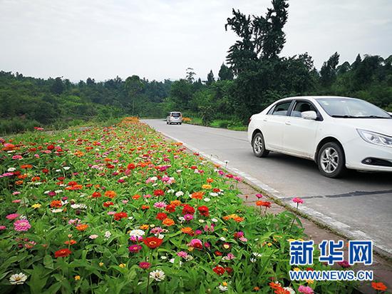 图为花开乡村的情景。新华网发(赵武强 摄)