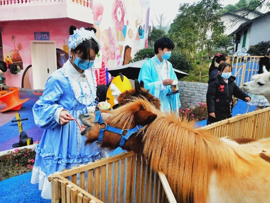 橘源里の糖果小镇首届萌宠嘉年华