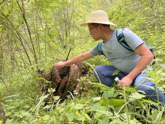 ▲周厚林在五里坡自然保護區巡查。