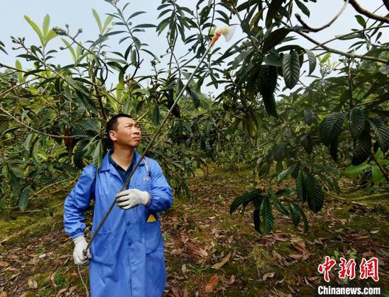 图为李进为枇杷树打药防止病虫害。 黄河 摄