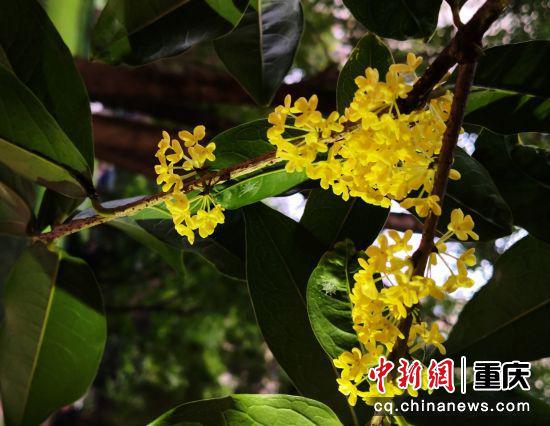 双桂联芳