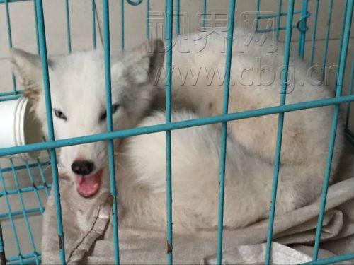 长寿菩提山下惊现白狐 重庆地区十分罕见