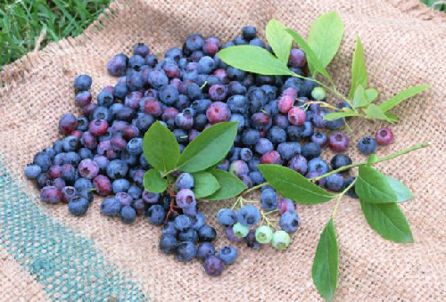 重庆最全的水果采摘线路 错过又要等一年!