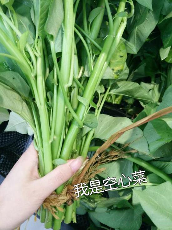 空心菜和藤菜到底是不是同一种菜你知道吗