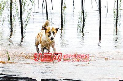 当年渡江喂奶的花花(重庆晚报资料图片)